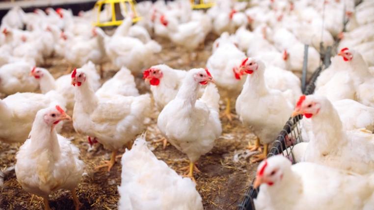 In Osteuropa gibt es Fälle von hochansteckender Vogelgrippe in Geflügelfarmen. Der Bund hält die Einschleppgefahr in die Schweiz für gross.