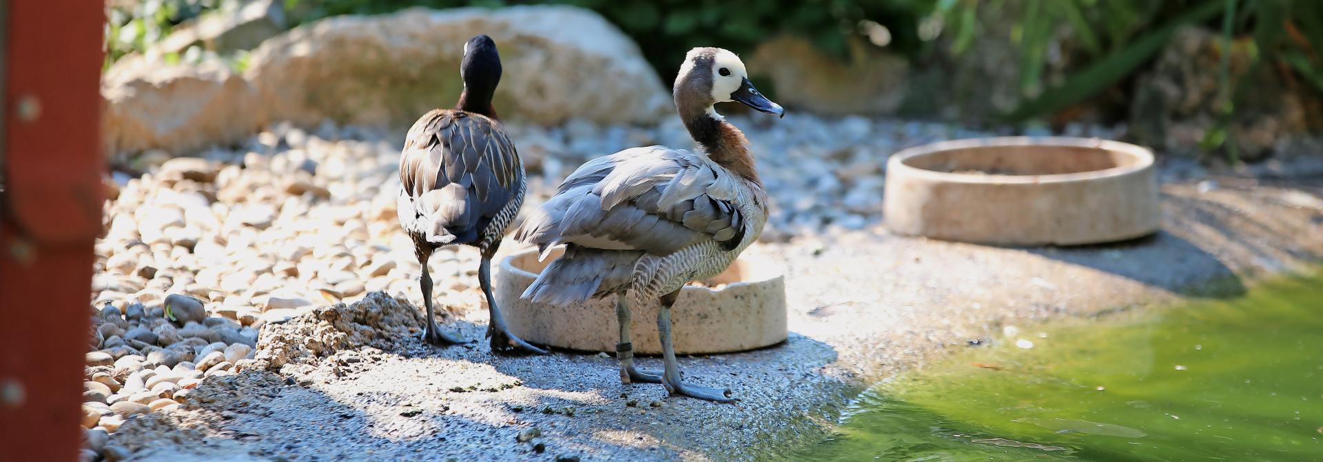 Enten am Ententeich