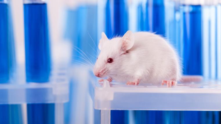 Die Auswirkungen winziger Substanzen auf den Körper sollen in Zukunft auch ohne Tierversuche getestet werden können (Themenbild).