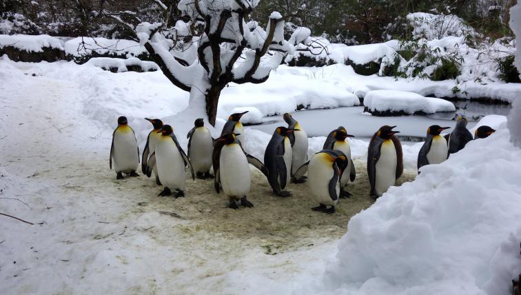 Doch die Pinguinparade findet auch statt, wenn der Zoo geschlossen ist. Schliesslich müssen sich die Tiere ausreichend bewegen.