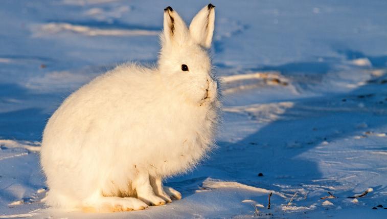 Polarhase (Lepus arcticus): Auch der Polarhase ist in Grönland und Kanada an Eis und Schnee ange
passt. Zeitweise leben sie in Gruppen von bis zu 300Tieren. Während der Paarungszeit trennen sie sich wieder auf. Für den Nachwuchs basteln die Muttertiere ein Nest in eine Felsnische und polstern es mit Gras und Moos aus.