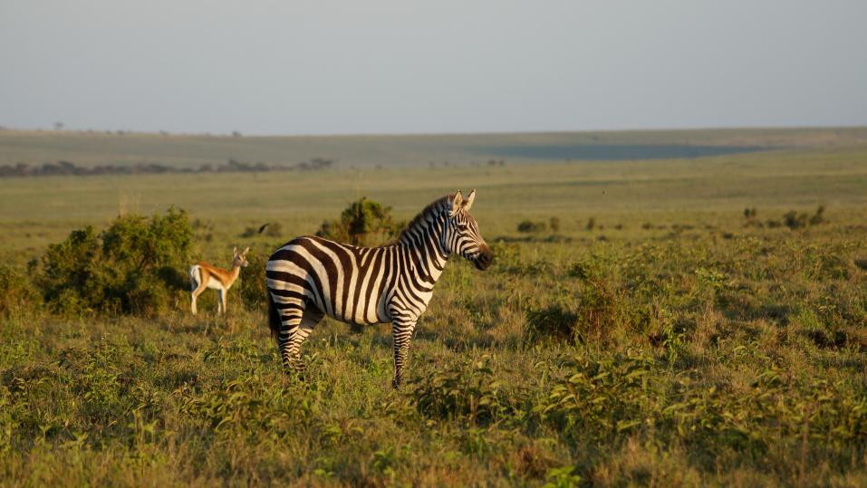 In Lewa findensowohl Zebra als auch Antilope Schutz.