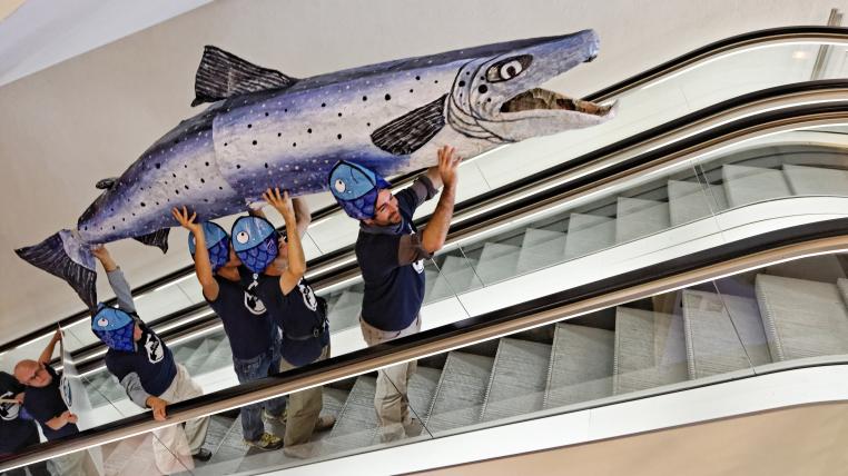 Der Lachs soll freien Weg nach Basel erhalten - tierwelt.ch | TierWelt