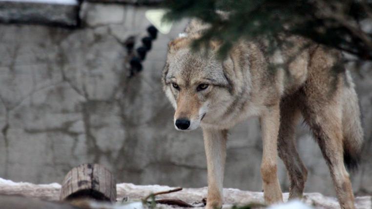 Das erlegte Tier galt als Problemwolf. Unter anderem liess sich das Raubtier nicht mit Schüssen vertreiben und näherte sich mehrmals Menschen.