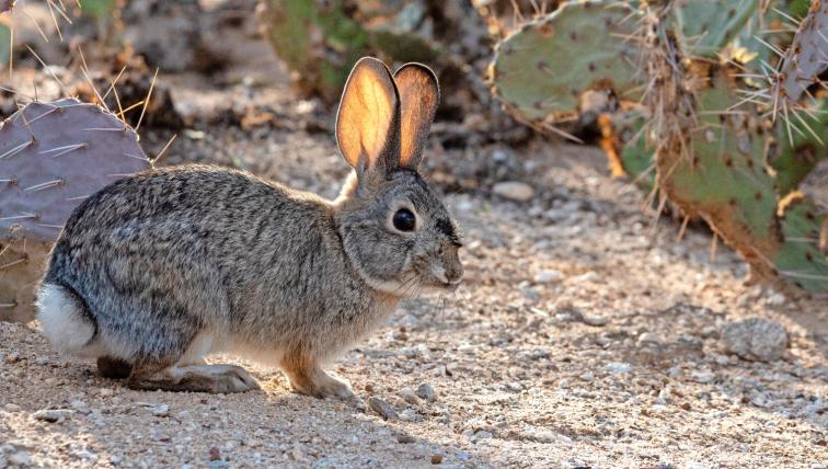 Baumwollschwanz-
Kaninchen (Sylvilagus): Woher die Baumwollschwanzkaninchen ihren Namen haben, ist wohl klar. Die 21Arten der Gattung leben weit über den ganzen amerikanischen Doppelkontinent verteilt– von Kanada bis hinunter ins nördliche Argentinien.
