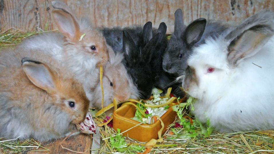 Zur Hausmannskost gehören Rüstabfälle, die von kräuter­verwöhnten Kaninchen problemlos verdaut werden.