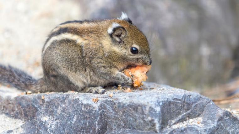 Frisch statt auf Vorrat: Ein Chinesisches Baumstreifenhörnchen ist mit Futter beschäftigt. Wildlebend legt diese Tierart auch gezielt Futtervorräte an. 