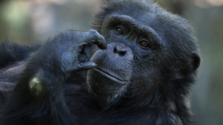 Ob und wie gefährdete Menschenaffen wie dieser Schimpanse an COVID-19 erkranken, ist noch unklar. Am besten wäre es wohl, man findet es gar nie heraus.