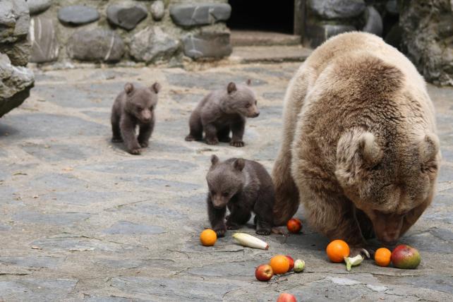 Drei kleine Bärchen im Zoo von Servion - tierwelt.ch | TierWelt