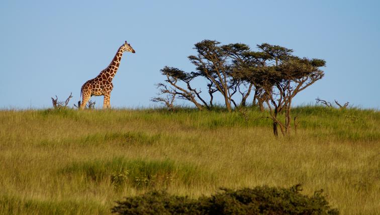 Auch Giraffen gibt es in Lewa sehr zahlreich.