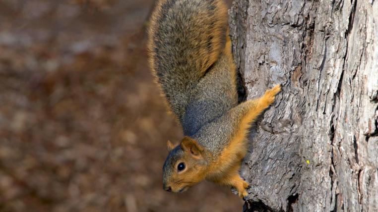 Putzig, aber in Europa nicht willkommen: Das amerikanische Fuchshörnchen könnte zur Gefahr für einheimische Eichhörnchen werden. Diese werden auch durch das bereits eingeschleppte amerikanische Grauhörnchen bedroht. In Grossbritannien haben die Grauhörnchen das Europäische Eichhörnchen schon fast vollständig verdrängt.