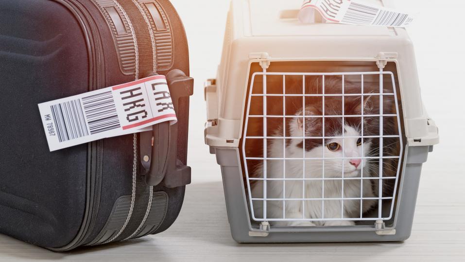 In der Transportbox sollte sich die Katze möglichst wohlfühlen.
