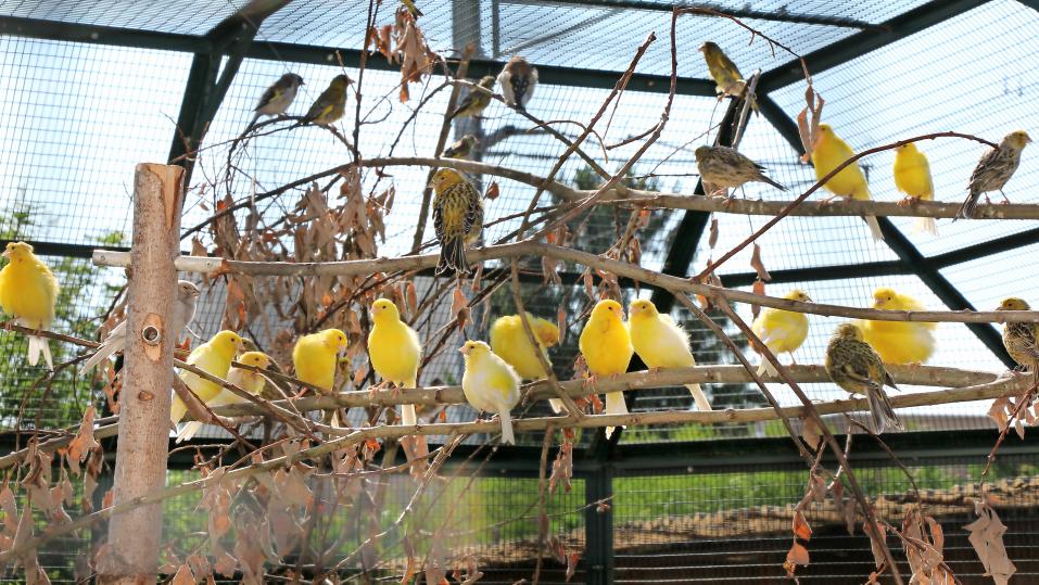 Viel Sommerfrische für die Kanarienvögel unterschiedlicher Rasse in Schwarmhaltung.