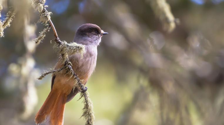 Der Unglückshäher gehört zur Familie der Rabenvögel und lebt in Nordskandinavien und Sibirien. Sein Name soll aus dem Mitelalter stammen. Damals war er in harten Wintern selten auch in Mitteleuropa anzutreffen, wo sein Auftauchen als Zeichen drohenden Unglücks angesehen wurde.