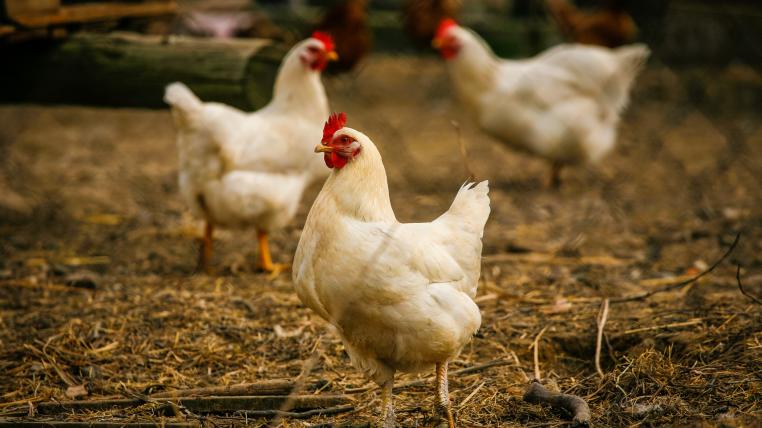 Hühner und Truten trifft die Geflügelpest besonders
