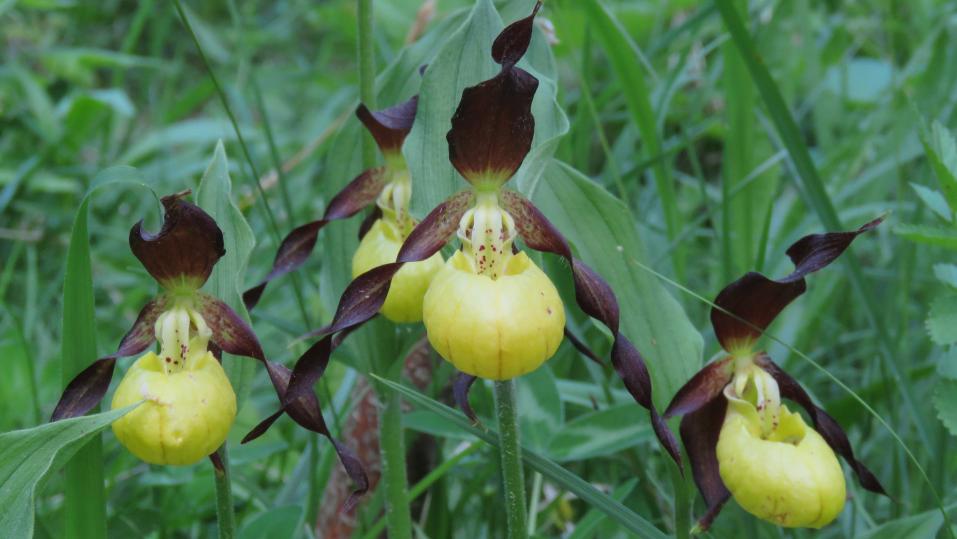 Die wohl spektakulärste Immenberg-Orchidee ist der Gelbe Frauenschuh, oder einfach Frauenschuh.