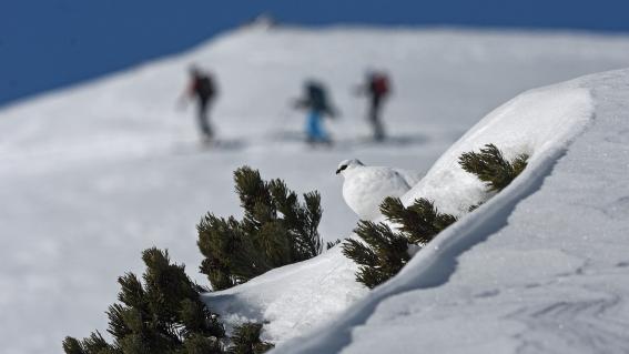 Das Wachstum des Wintertourismus geht nicht spurlos an der Natur vorbei. Für das Alpenschneehuhn und weitere gefiederte Bergbewohner können die dadurch verursachten Störungen schwerwiegende Folgen auf ihr Überleben haben.