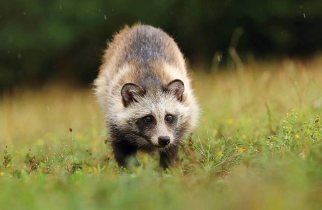 Verwandt mit den Füchsen ist der Marderhund (Nyctereutes procyonoides), der eigentlich in Ostasien daheim ist. In Russland wurde er ausgesetzt, damit man ihn jagen konnte. Seither wandert er Richtung Westeuropa. Auch in der Schweiz wird er ab und zu gesichtet.