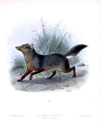 Der Kurzohrfuchs (Atelocynus microtis) lebt im Amazonasbecken, im Oriniko- und im Paranábecken. Auch er gilt als «potentiell gefährdet».