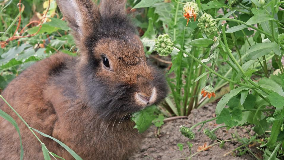 Kaninchen sind Pflanzenfresser mit einem guten Gespür für Kräuter, welche sie im Moment benötigen.