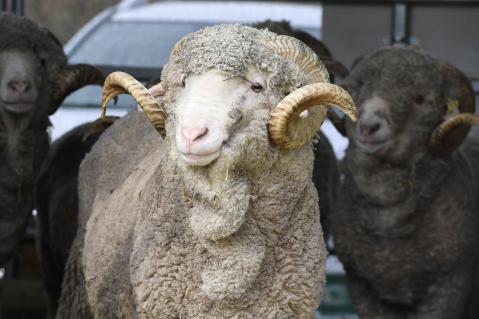 Auch die für ihre Wolle berühmten Merino-Böcke tragen Schneckenhörner.