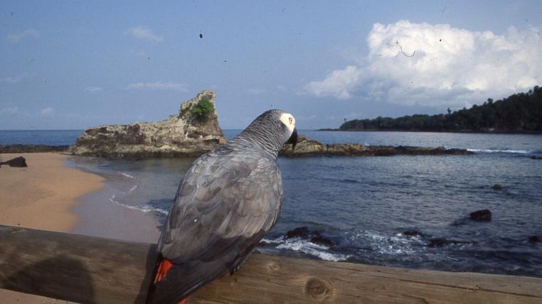 Ein Graupapagei auf der Insel Principe.