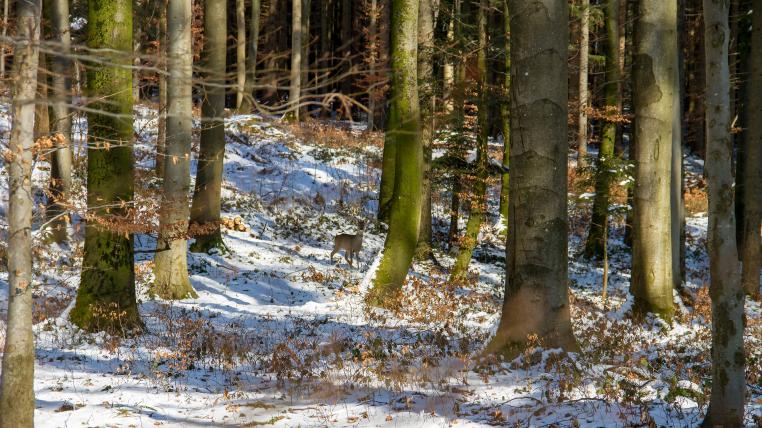 Auf mehr als einem Viertel der Berner Waldfläche schätzt man die Situation als kritisch ein, vor allem in östlichen Regionen.
