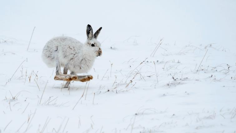 Schneehase (Lepus timidus): Er ist der dritte Vertreter der Hasenartigen, die in der Schweiz anzutreffen sind. In seinem weissen Winterpelz ist er im Schnee kaum auszumachen. Rund 14’000 Tiere sollen in den Schweizer Alpen noch leben– auf 1000 bis 1500 Metern Höhe. Mit dem Klimawandel könnten die Bestände schrumpfen.