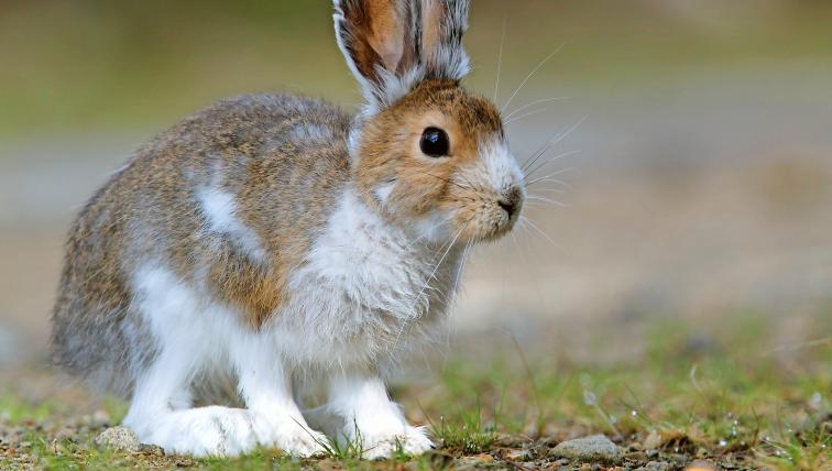 Schneeschuhhase (Lepus americanus): Der kleinste Vertreter der Echten Hasen lebt in fast ganz Kanada sowie in bergigen Gebieten der USA. Da ist er in den schneereichen Wintern oft froh um seine überdimensionalen Füsse, mit denen er kaum im Schnee versinkt. Im Sommer ist sein Fell braun, im Winter weiss.
