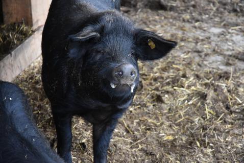 Drei Säue, sechs Ferkel und Eber Giulio sorgen für den Fortbestand der seltenen Schweinerasse.
