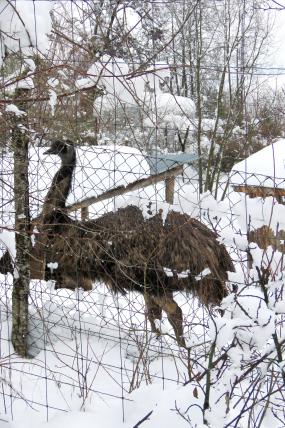 Der Emu hat sogar Schnee im Gefieder.