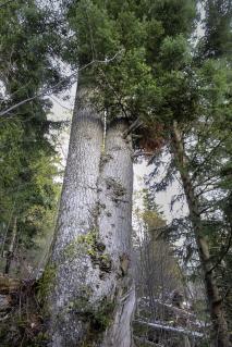 In Derborence gibt es bis zu 450 Jahre alten Baumriesen. Mehrere Dutzend Fichten und Tannen messen über 40 Meter und haben einen Stammdurchmesser von einem bis anderthalb Metern. Für diese Höhenlage ist das sehr ungewöhnlich.