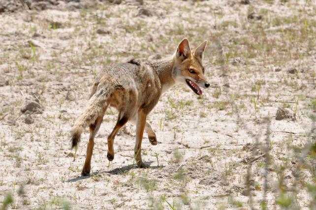 Der Pampasfuchs (Lycalopex gymnocerus) kommt, wie der Name schon sagt, in der subtropischen Pampa vor. Er lebt bevorzugt in offenen Gebieten mit hohem Gras.