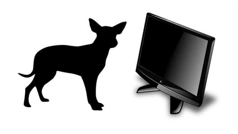 Ein Fernseher kann die Verhaltensprobleme einsamer Hunde lösen.