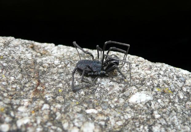 Der kleine Scherenkanker (Ischyropsalis carli) ist ebenfalls eine Spinne.