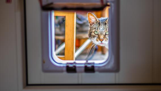 Katzen sind immer auf der falschen Seite der Tür, so ein Sprichwort. Eine Katzenklappe kann mehr Freiheit für Tier und Mensch bringen.