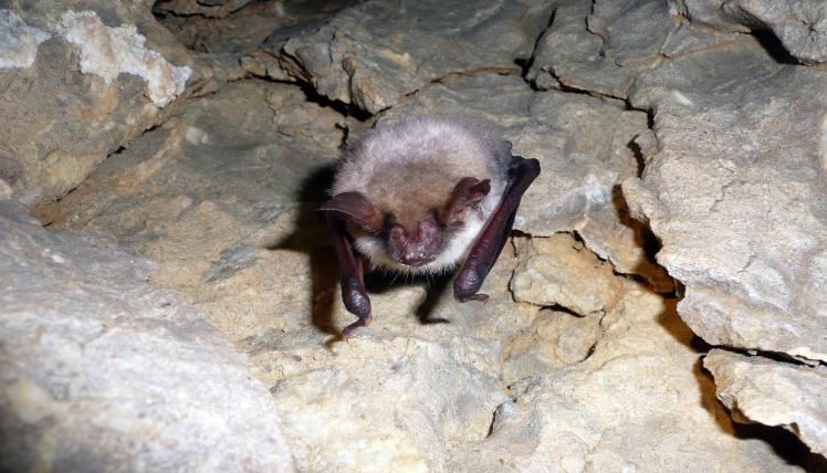 Zu den bekanntesten temporären Höhlenbewohnern gehören natürlich die Fledermäuse. Das grosse Mausohr (Myotis myotis) ist die grösste einheimische Fledermausart.