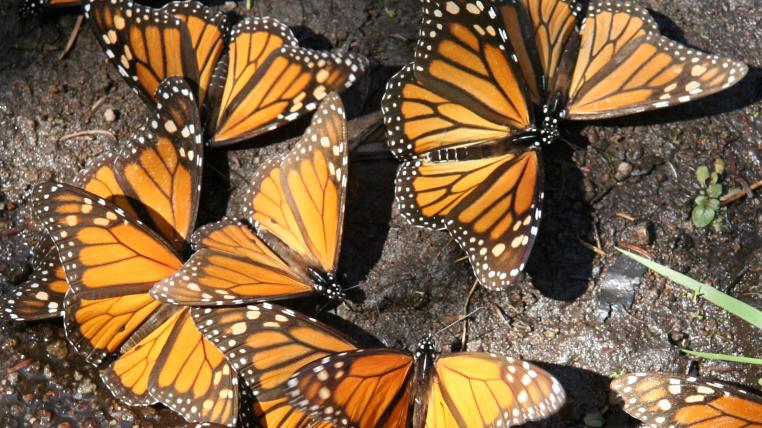 Der Monarchfalter ist wegen seiner Wanderung über mehrere Generationen der am besten erforschte Schmetterling Nordamerikas.