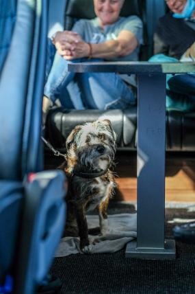 Auch die anderen Hunde dürfen auch im Reisecar mitfahren, gut gesichert am Gurt unter dem Tisch im Heckbereich wie Mischlingshündin Luna.