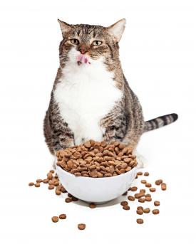 In Trockenfutter steckt viel Weizen, was bei Katzen zu Übergewicht führen kann.