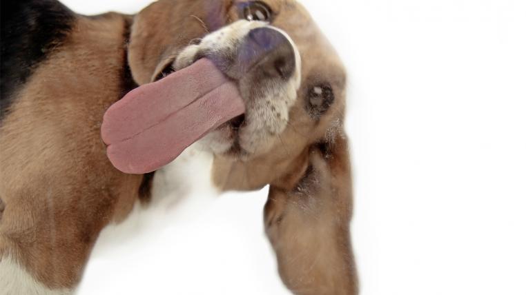 Die Zunge, das vielseitigste Organ des Hundes.