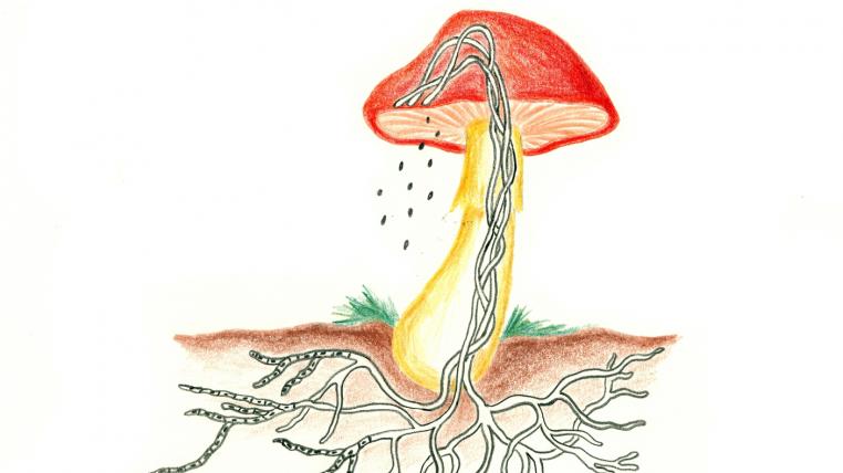 Die Hyphen, also Zellen der Pilze bilden ein Fadengeflecht, aus dem sowohl der Fruchtkörper als auch das unter­irdische Myzel besteht. Am Ende der Fäden werden die Sporen gebildet.