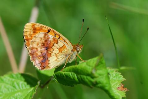 Dem Brombeer-Perlmuttfalter geht es gut – Er gilt als «nicht gefährdet». Bei anderen einheimischen Schmetterlingen sieht das anders aus.
