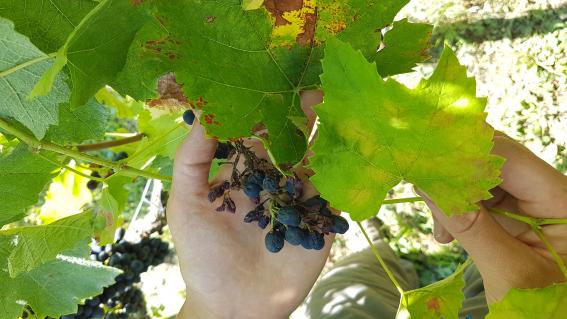 Die Pilzkrankheit Mehltau ist weltweit eine der grössten Herausforderungen im Weinbau. An jungen Blättern (hellgrün, unten) zeigt sich der weisse «Pilzrasen», an den älteren Blättern (dunkelgrün) die braunen Nekrosen, also abgestorbene Pflanzenteile. Der Pilz wandert weiter auf die Frucht und sie vertrocknet.