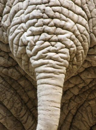 «Das Elefantenschwänzchen» von Irma Martina Sierra aus Riehen BL.