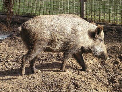 ... vom Anatolischen Wildschwein ab, einer Unterart des Wildschweins, die in der Türkei, im Südkaukasus und im Nahen Osten lebt.
