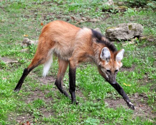 Der Mähnenwolf (Chrysocyon brachyurus) ist der grösste Wildhund Südamerikas. Er gleicht in der Gestalt dem Wolf. Charakteristisch ist die schwarze «Mähne» auf dem Rücken. Er lebt in den Grasgebieten Brasiliens und seiner Nachbarländer. Die IUCN listet ihn als «potentiell gefährdet».