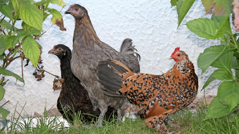 Büsche im Auslauf oder Beerensträucher bieten den Hühnern Unterschlupf und geben den Tieren Sicherheit.