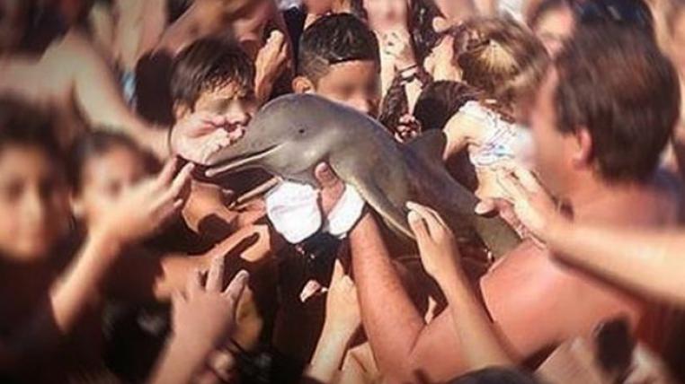 Der kleine Delfin starb, weil Badegäste lieber Selfies mit ihm machten, als ihn ins Wasser zurückzulassen.