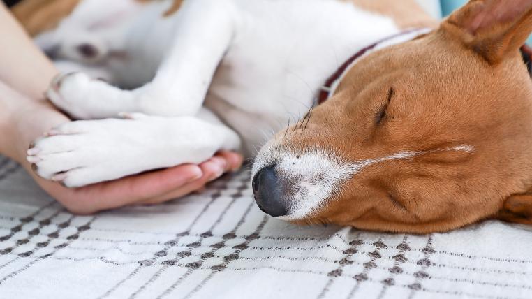 Immunitet manipulere Vibrere Einschläfern gesunder Hunde ist unethisch, aber rechtens - tierwelt.ch |  TierWelt